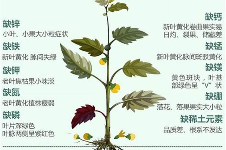 植物生长缺乏什么元素时,植株矮小,叶色发黄