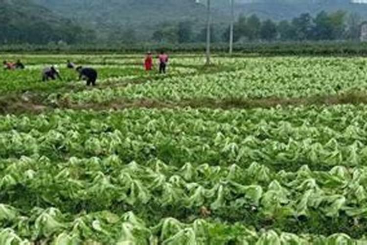 遮阳网下的健康守护：芥菜种植的明智之选