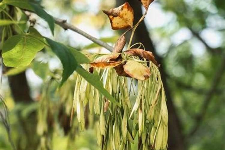 白蜡树种植白蜡树的养殖方法