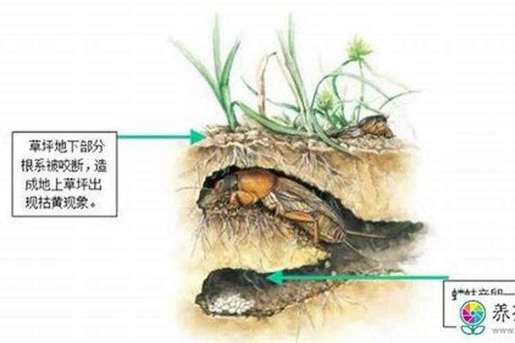 一棵正常生长的花木突然出现枯死的原因？