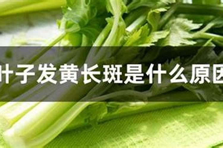 什么原因是芹菜叶发黄长斑？