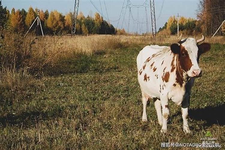 无花果的农药使用：必要性、挑战与可持续解决方案