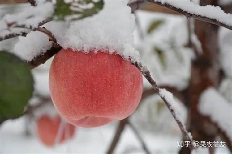 苹果遭遇倒春寒后怎么补救？苹果冻后管理措施