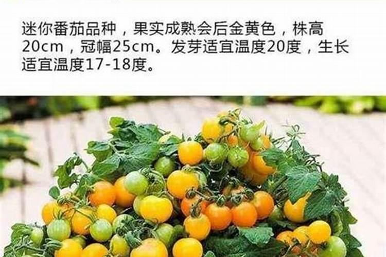 西红柿种子的种植方法？