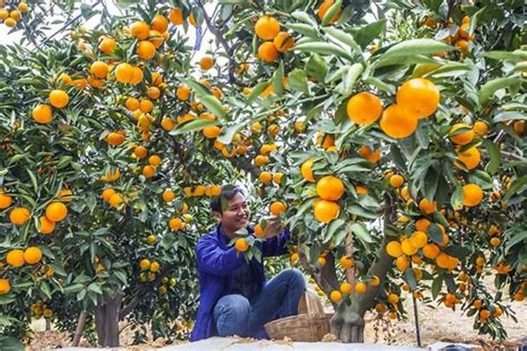 柑橘种植指南：从选地到丰收的全方位解析