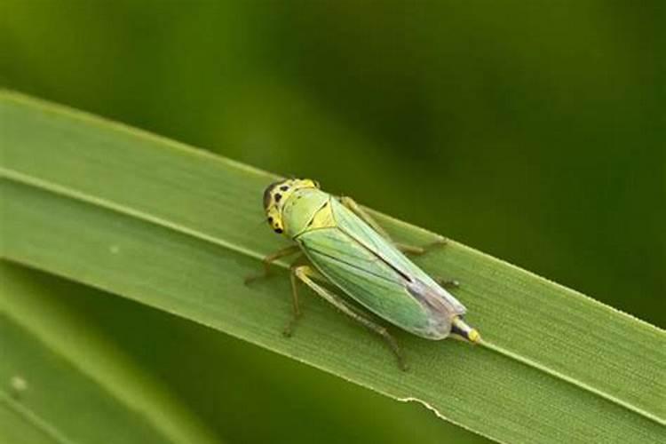 绿色守护：黄瓜烟翅小绿叶蝉的生物防控策略