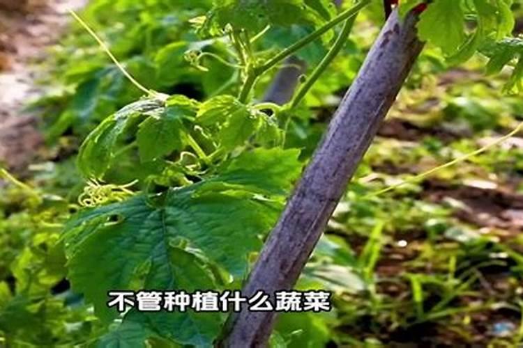 夏季种菜如何防虫