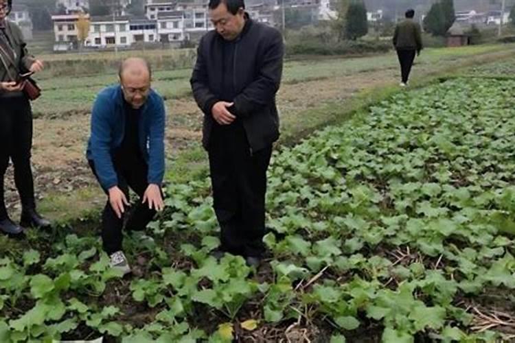 油菜什么时候施硼肥合适？