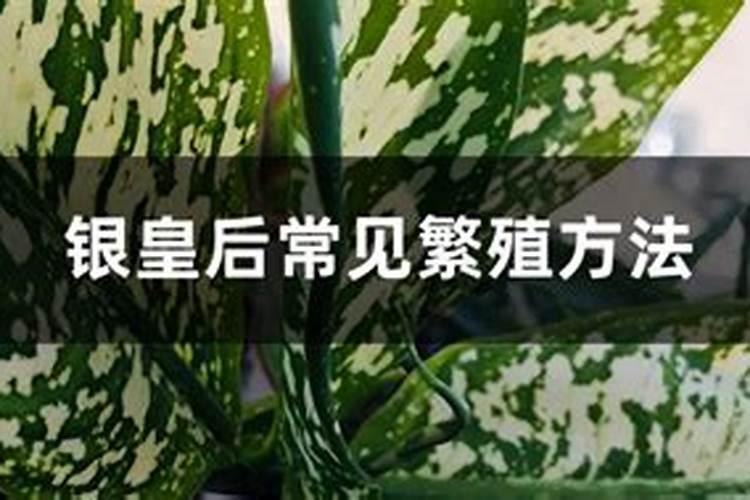 银皇后常见繁殖方法