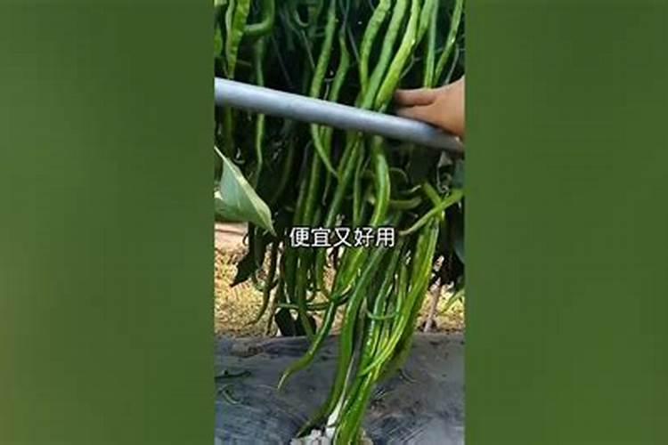 金太龙叶面肥专用哪些植物