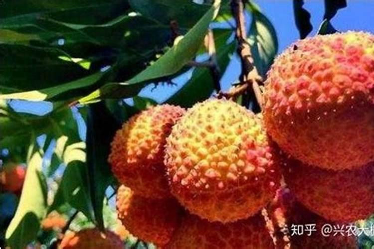 荔枝高产秘籍：掌握关键种植方法，收获满满甘甜果实？