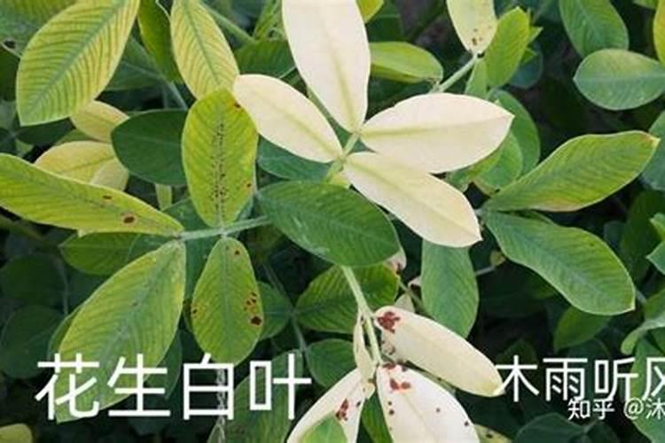 花生叶片发黄原因及防治方法？