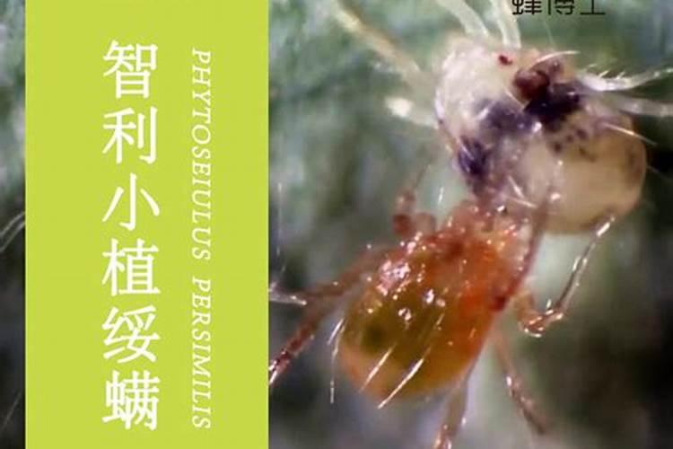 双孢菇螨类防治：策略与实践