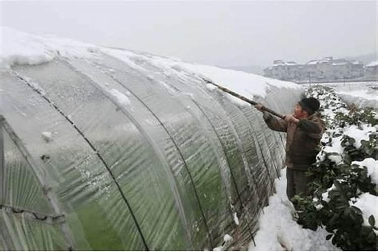 冰封世界下的绿色防线：蔬菜抗雪防冻技术措施揭秘