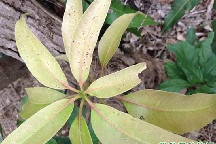 芒果缺氮怎么办？