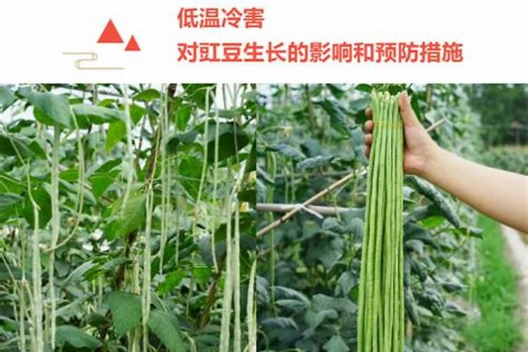 豇豆怎么预防冷害有哪些补救方法？