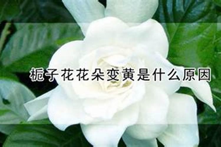 栀子花花朵变黄是什么原因？