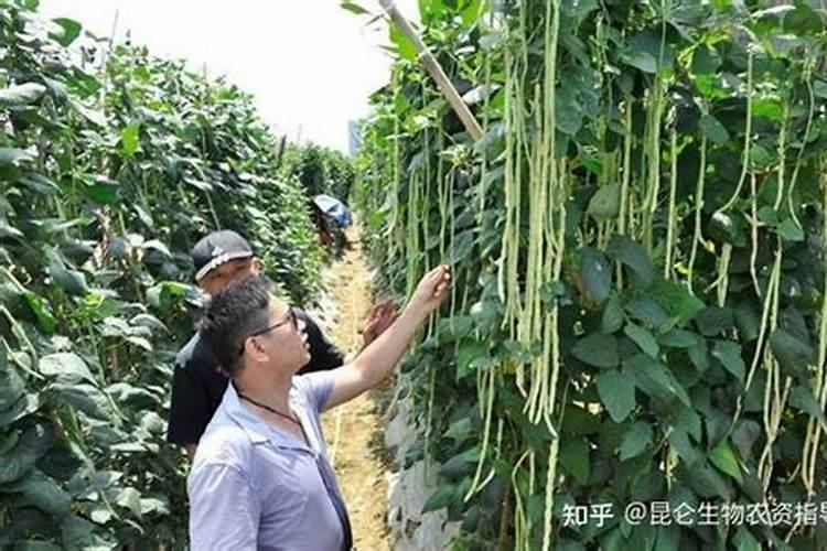 田间守护者：豆角药害防治的智慧策略