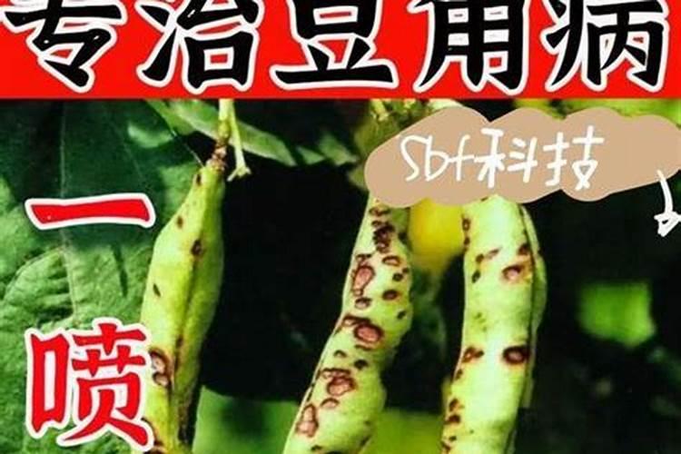 菜豆炭疽病综合防治技术