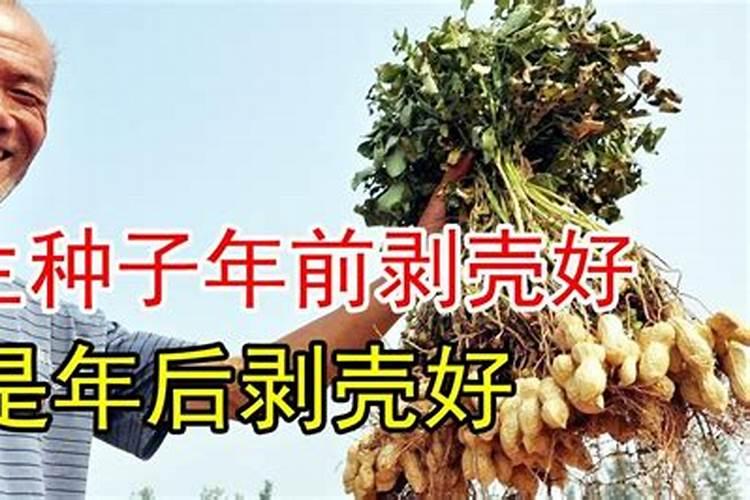 花生种子早剥壳会造成产量低吗？