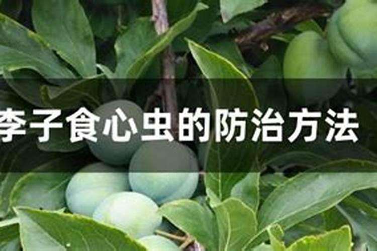 战胜果园顽敌：李子食心虫的绿色防控策略