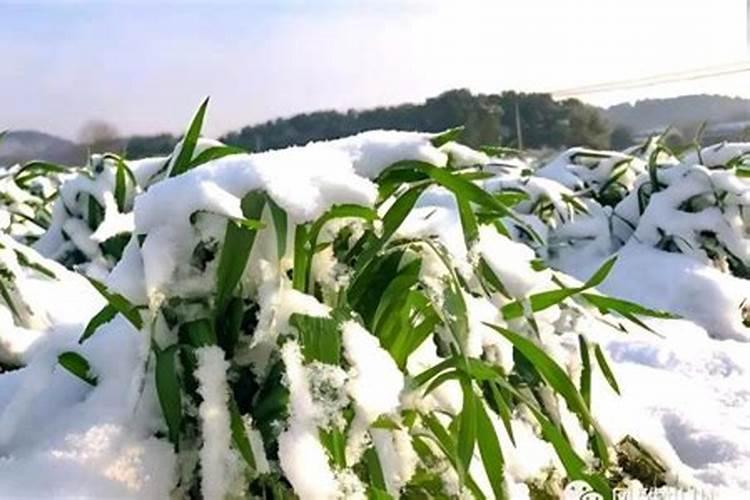 下雪对冬季小麦有哪些好处？下雪能预防冻害吗？