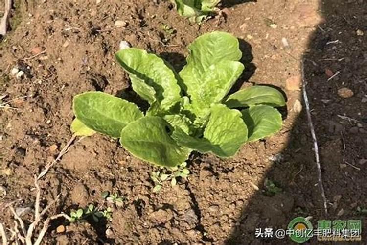 二月份的蔬菜种植指南：选择与技巧