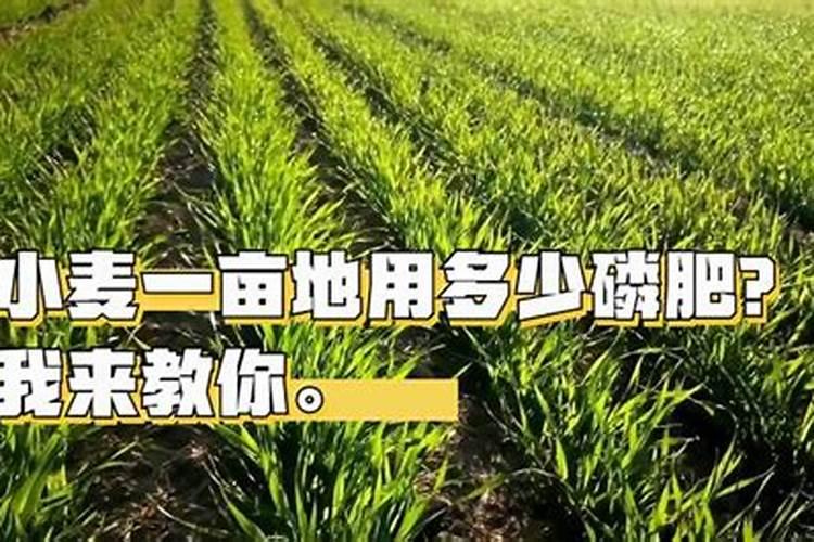 揭秘土壤的养分密码：菌肥一亩地用多少才合适？