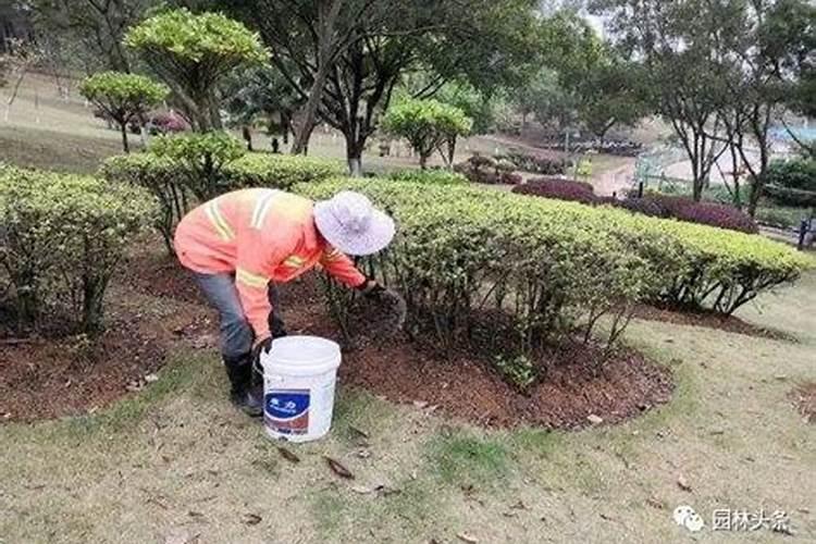 春意盎然：掌握春季苗木施肥的黄金法则