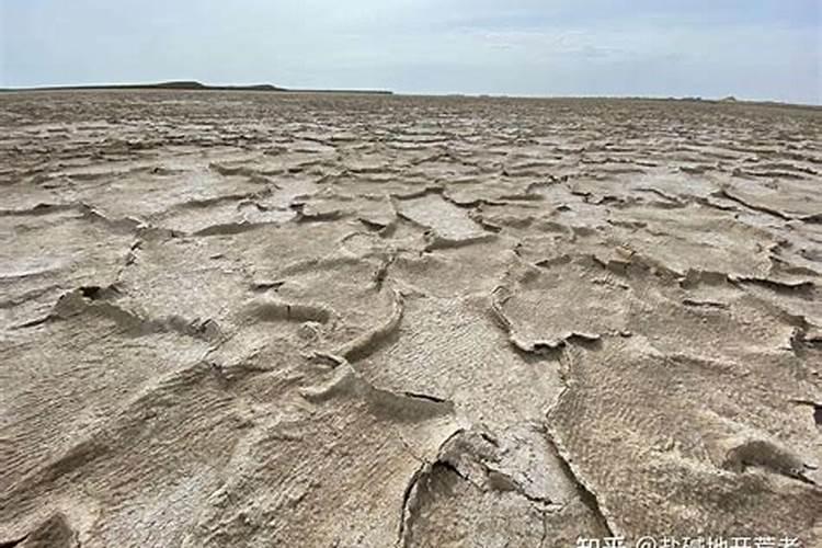 盐碱地种什么庄稼最好