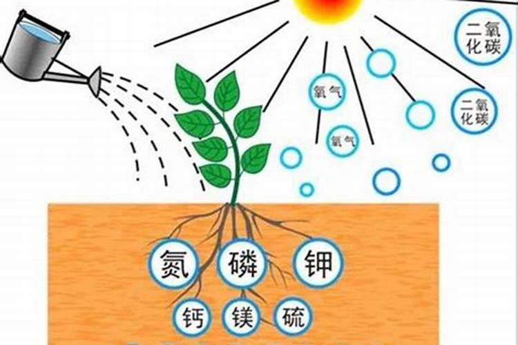 施肥的基本原则有哪些