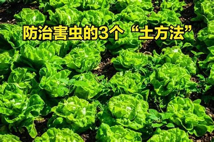 绿色守护：解决白菜生绿虫子的科学用药指南