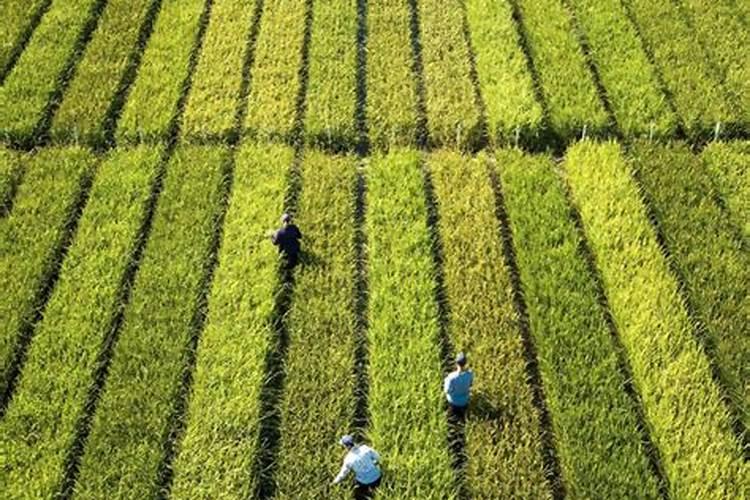 老芒麦主要分布在什么地方？