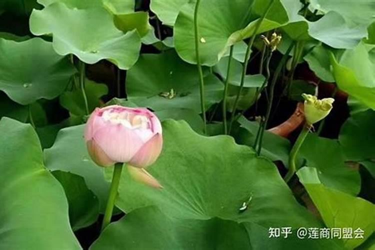 节水莲藕种植技术：绿色农业的未来选择