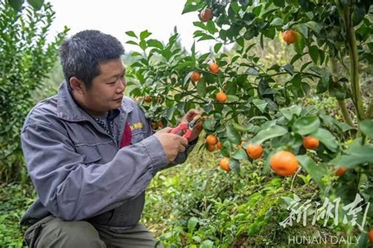 沙糖桔种植：甜蜜事业的盈利与前景解析