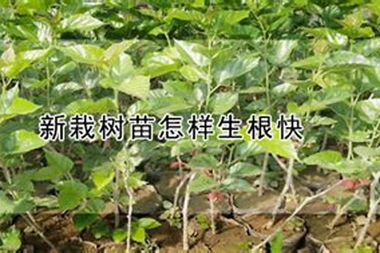 新栽树苗怎样生根快