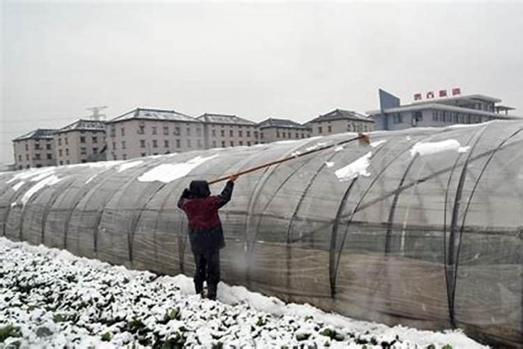 大棚技术。冬季怎样防雪？