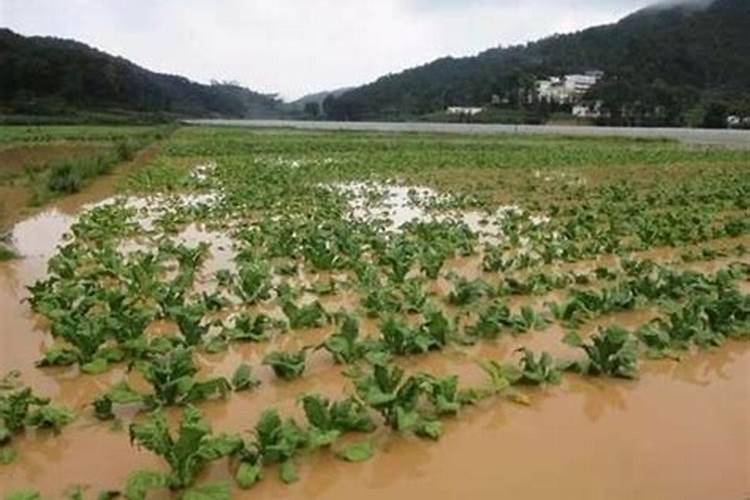 蔬菜“五抢”应对暴雨