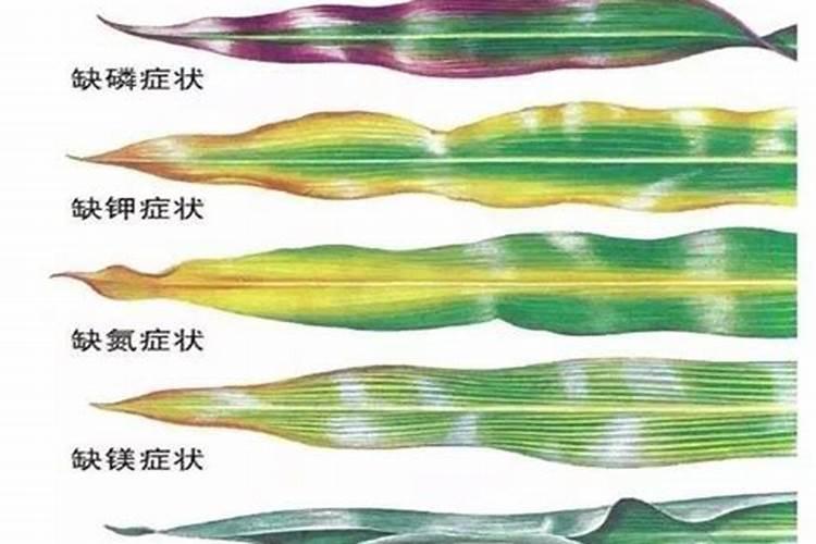 玉米缺铁主要症状是什么？