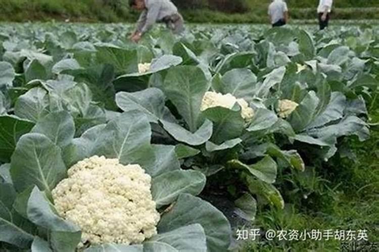 花椰菜烂根死棵是什么原因？