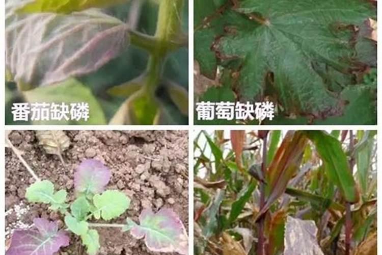 花卉缺磷怎么办？