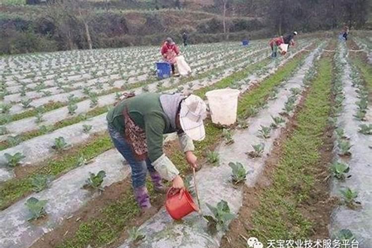 磷肥在水旱轮作下怎样施肥