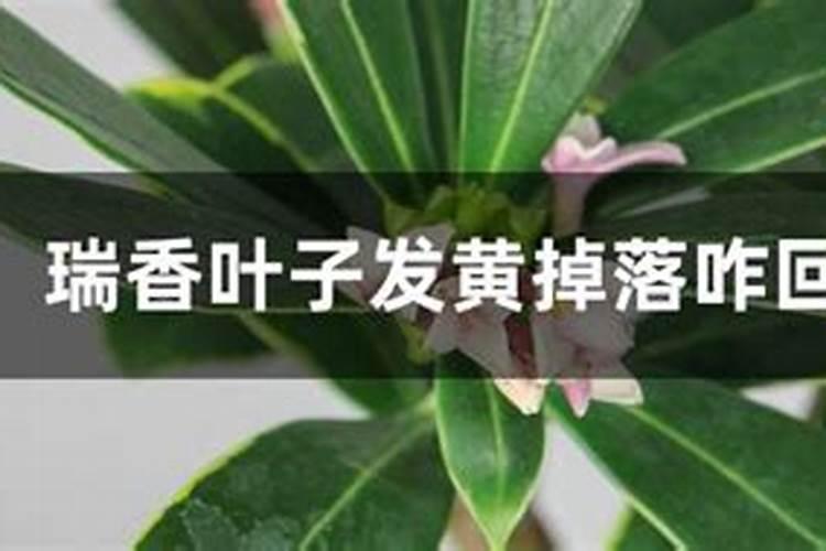 瑞香叶子发黄掉落咋回事？