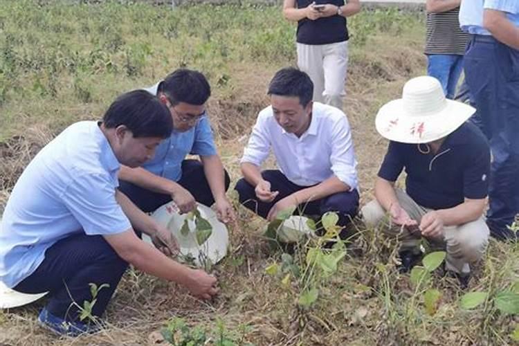 山区旱地麦茬套作大豆：育苗移栽技术的关键探索