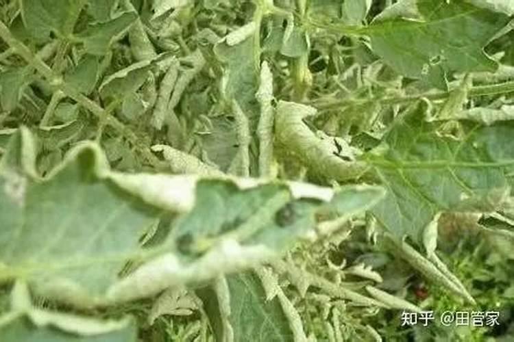 番茄卷叶是什么原因造成的？