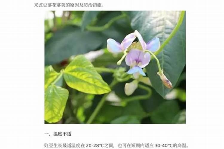 豇豆落花落荚4原因