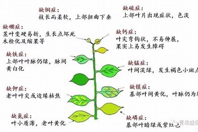 怎样快速识别植物缺素？