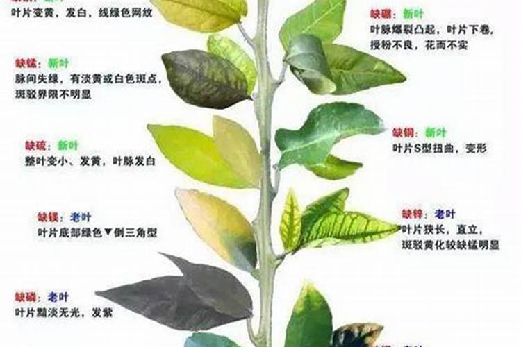 植物缺素症状