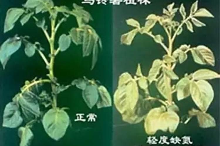 怎么知道是植物缺素症状