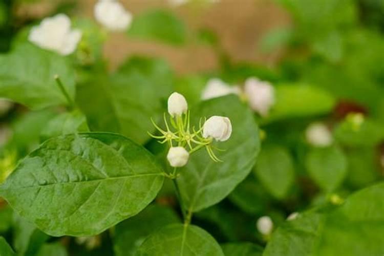 战胜茉莉花枝枯病：有效药物与综合管理策略